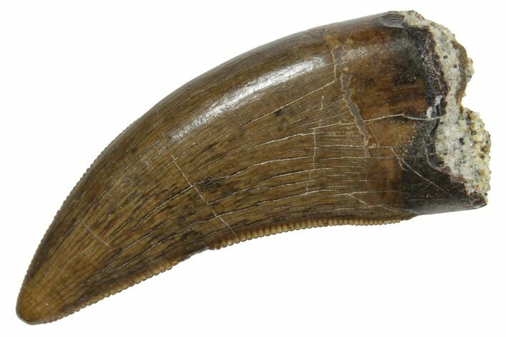 Serrated, Tyrannosaur (Nanotyrannus) Tooth - Montana #350409